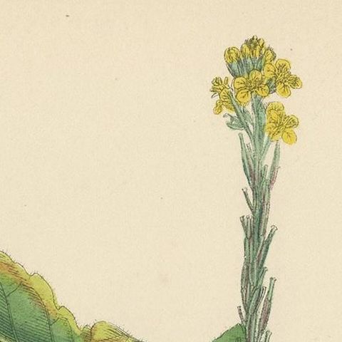 Antique Botany Print 'Hoary Mustard' by J. Sowerby, circa 1860, close-up 1