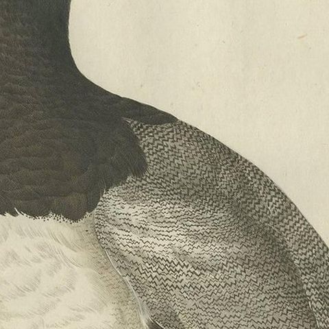 Greater Scaup, Antique Bird Engraving Anas Marila by Nozeman and Sepp, 1770, close-up 1