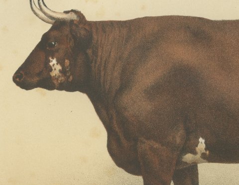 Flemish Ox, French Cattle Breed, Antique Chromolithograph by Borie, 1863, close-up 1