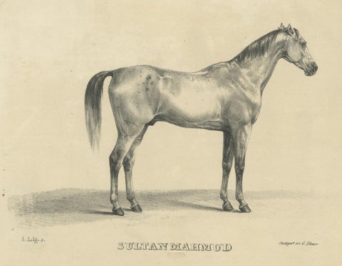 Antique Arabian Horse Lithograph Sultan Mahmoud, Stuttgart 1846, close-up 1