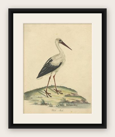 The Elegance of the White Stork Engraved and in Original Hand-Coloring, 1794, shown framed