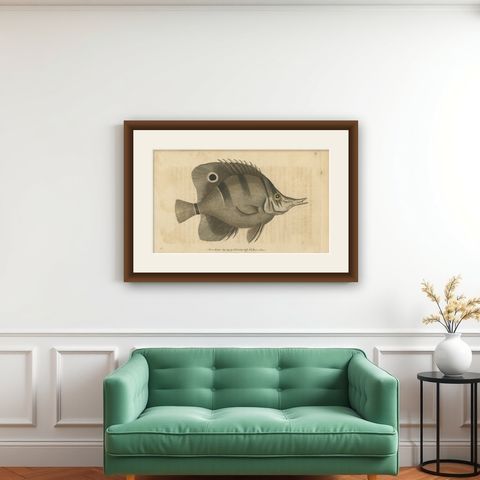 Long-Nosed Surgeonfish, Antique Hand-Colored Fish Engraving, Nodder c.1794, shown framed on a wall