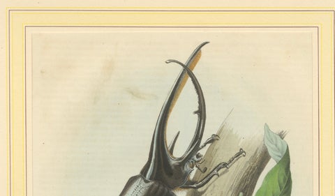 1856 Hand-Colored Lithograph of Rhinoceros Beetles, Exotic Coleoptera, close-up 3