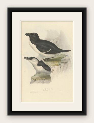 Elegant Hand-Colored Print of the Razor-Bill Auk by John Gould, c.1832, shown framed