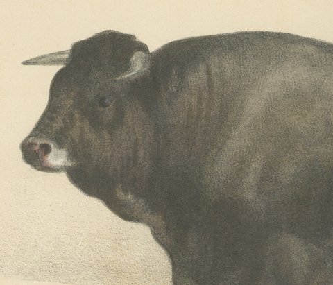 Gascon Bull, French Cattle Chromolithograph from Animaux de la Ferme, 1863, close-up 1
