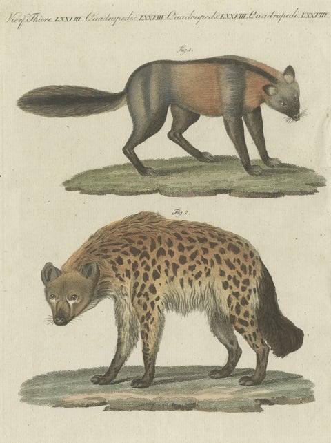 Original Hand-Colored Antique Print of a Fox and Hyena species, close-up 4