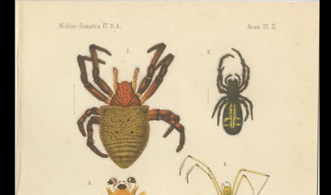 Antique Print of Sumatran Spiders, Orb Weavers & Jumping Spiders, c.1887, close-up 6