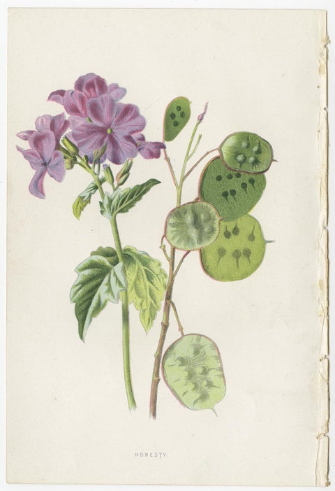Set of Three Botany Prints Catchfly, Lunaria Annua, Bellflower, view 3