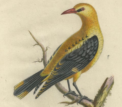 Regal Golden Thrush Perched, 18th Century Seligmann's Rare Bird Series, 1749, close-up 4