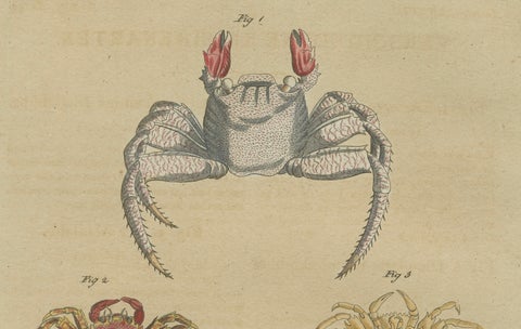 Antique Exotic Crabs & Fiddler Crab Engraving, Bertuch, c. 1813, close-up 3