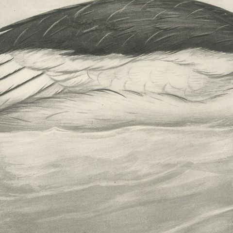 Goosander, Antique Bird Print after Lilian Medland, circa 1909, close-up 3