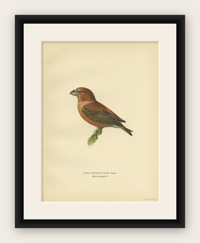 Decorative Antique Bird Print of the Parrot Crossbill, 1927, shown framed