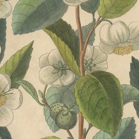 Antique Botanical Print of Thea Chinensis, Hand Colored, c.1831, close-up 5