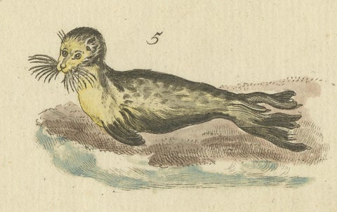 Antique Handcolored Engraving of Seals and Amphibious Creatures, c.1800, close-up 2