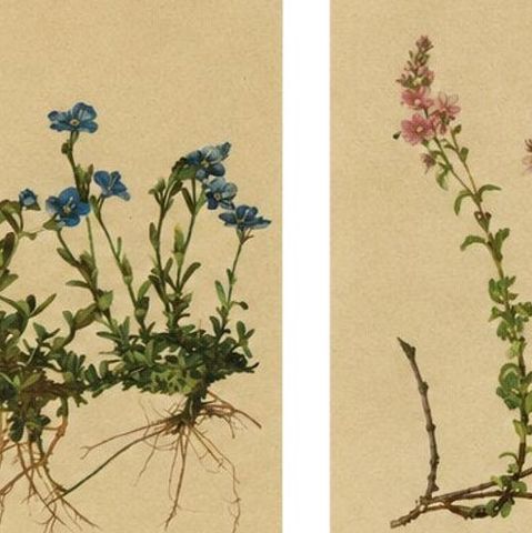 Antique Alpine Speedwell and Wulfenia Small Botanical Prints, Set of 8, 1897, close-up 1