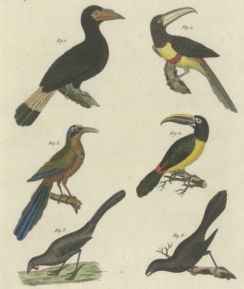 Antique Print of Various Birds Including the Aracari Toucan, close-up 3