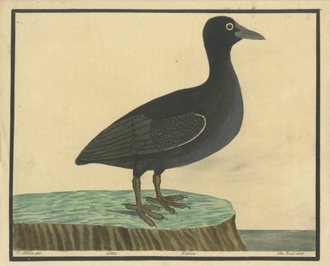 Antique Hand-Colored Engraving of the Bald Coot by E. Albin, circa 1730, close-up 1
