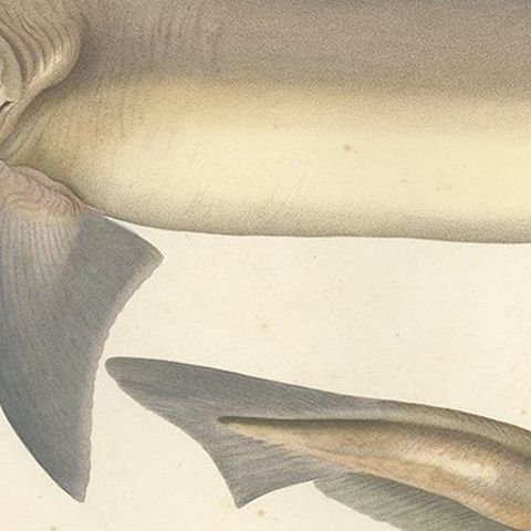 Antique Shark Illustration, Tope Shark from Iceland-Greenland Voyage, 1845, close-up 5