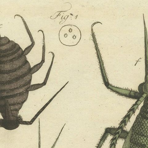 Original Antique Print of Aphid and other Insects, close-up 1