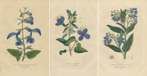 Flora's Chromatic Splendor: Hand-Colored Engravings of 1845, view 5