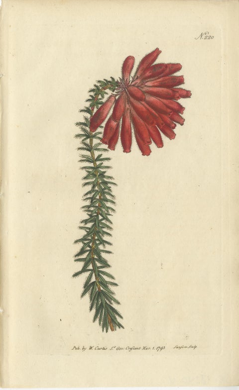 Set of 3 Antique Botany Prints, Flowered Heath, Daisy, Canadian Columbine, view 4