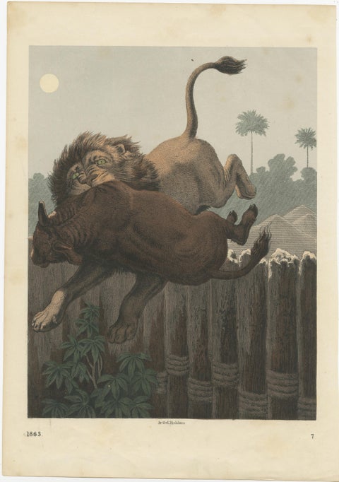 Antique Print of a Lion Attack published circa 1865, view 2