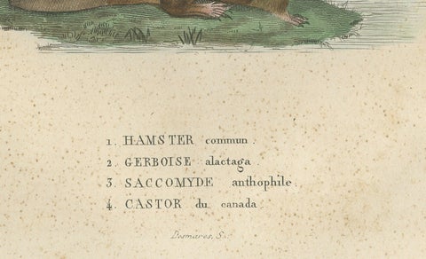 Antique Engraving of Rodents: Hamster, Jerboa, Pocket Gopher, and Beaver - 1825, close-up 1