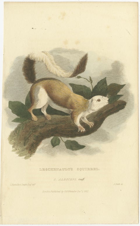 Antique Print with Hand Coloring of a Black Giant Squirrel, view 2