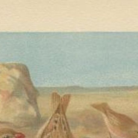 Antique Bird Print of a Desert Finch and Desert Lark by Lydekker, 1895, close-up 1