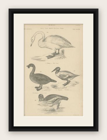Antique Bird Print of the Wild Swan and Other Birds, C.1860, shown framed