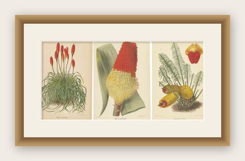 Exquisite Botanicals from Revue Horticole: A 19th-Century Garden Showcase, shown framed