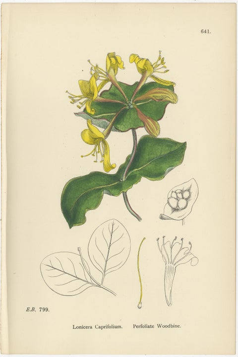 Set of 10 Antique Botanical Prints, English Botany 1902, British Wild Flowers, view 8