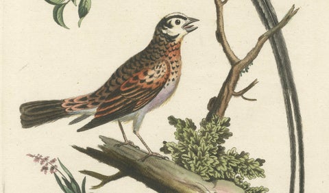 The Long-tailed African Finch and Blue Butterfly Original Old Handcoloring, 1749, close-up 2