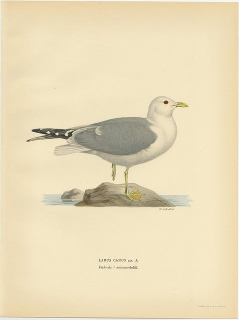 Antique Bird Print of the Common Gull 'Summer' by Von Wright, 1929, view 2