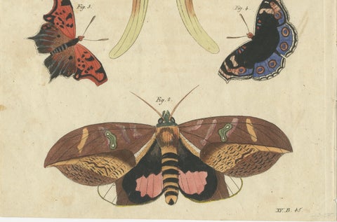 Original Antique Print of Exotic Moths and Butterflies by Bertuch, c. 1820, close-up 5