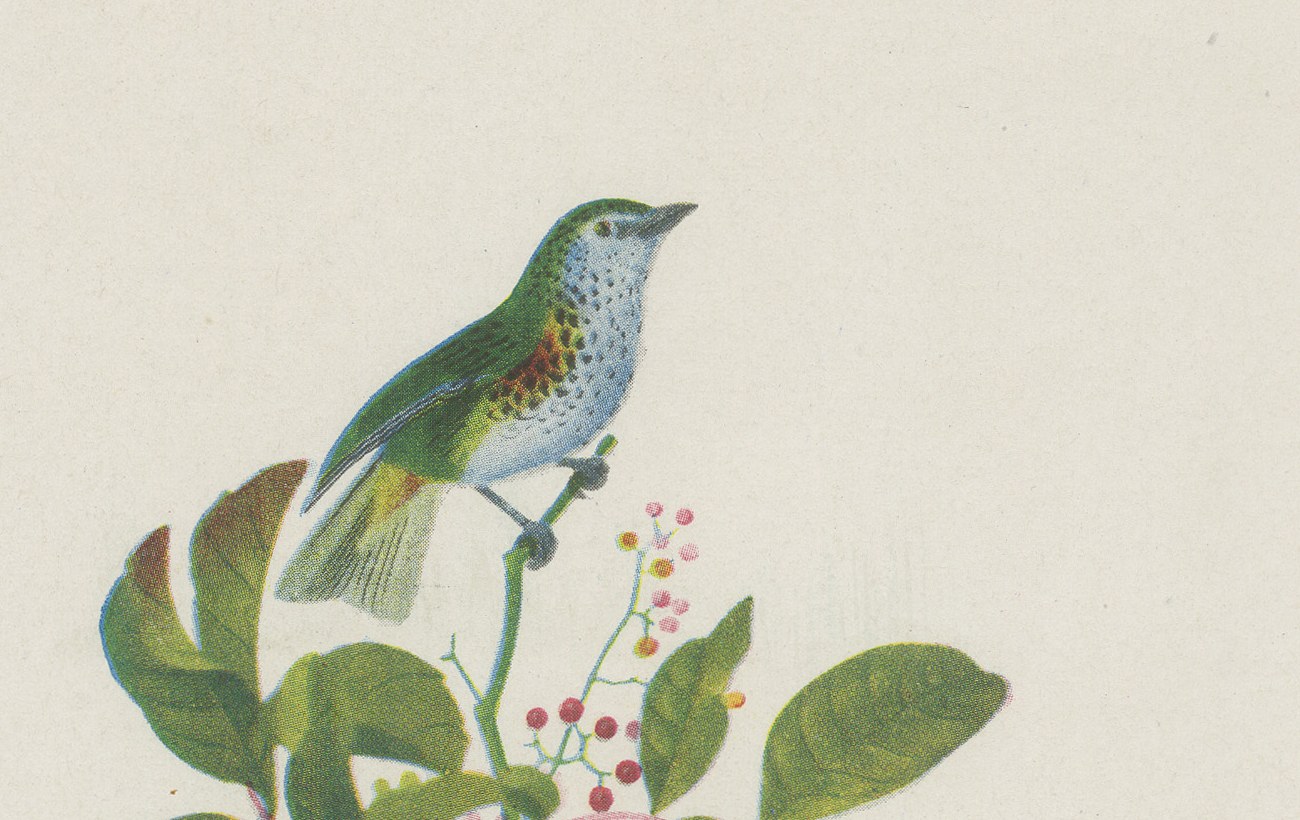 Tanagers, Honeycreepers and Berries, Brazilian Bird Print, Descourtilz, 1944, view 3