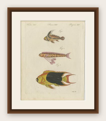 Original Antique Print of Three Exotic Tropical Fish by Bertuch, c.1800, shown framed