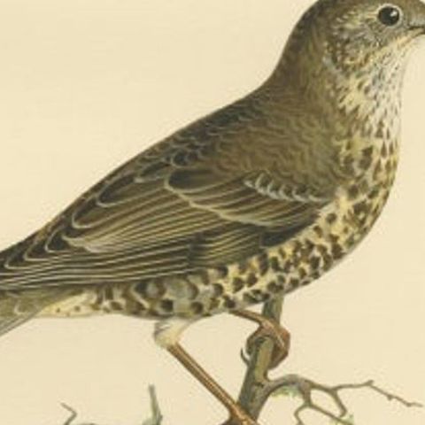 Antique Bird Print of the Mistle Thrush by Von Wright, 1927, close-up 2