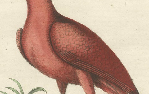 Hand-Colored Engraving of the Red Curlew by Johann Michael Seligmann, ca.1770, close-up 5