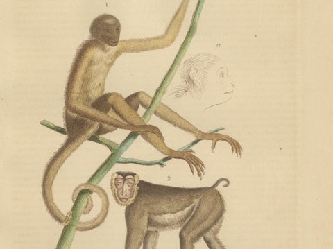 Antique Primate Engraving of a Sapajou Atèle Hybride and Macaque Domestique 1825, close-up 3