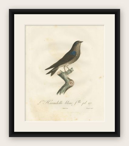 Feathered Sapphire: The Blue Swallow, A Vieillot Hand-Colored Print from 1807, shown framed