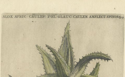 Caulescent African Aloe from Caspar Commelin’s "Praeludia Botanica" - 1703, close-up 5