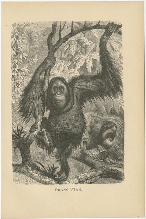 Set of 5 Antique Monkey Prints, Gorilla, Chimpanzee, by Brehm 'c.1890', view 4