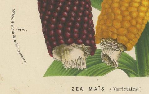 Vibrant Varieties: Showcasing Red and Yellow Maize in Botanical Art, c. 1875, close-up 2