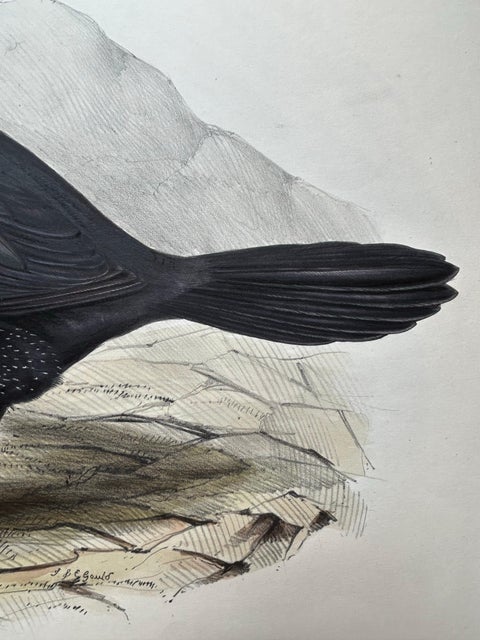 Antique Bird Print of the Great Cormorant or Black Shag, 1832, view 7