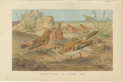 Antique Bird Prints Set of 2, Desert Species, Victorian Chromolithographs, 1895, view 3