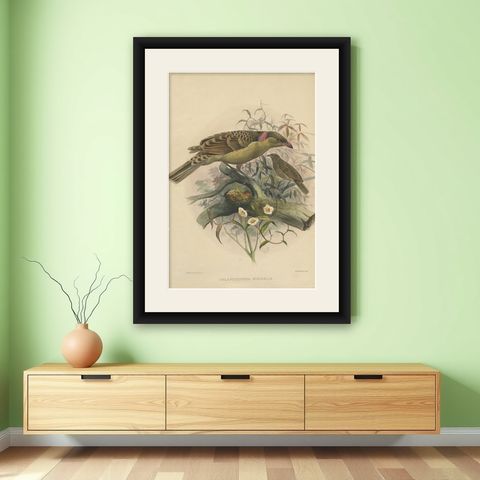 Antique Bird Print of the Great Grey Bowerbird by Elliot, c.1873, shown framed on a wall