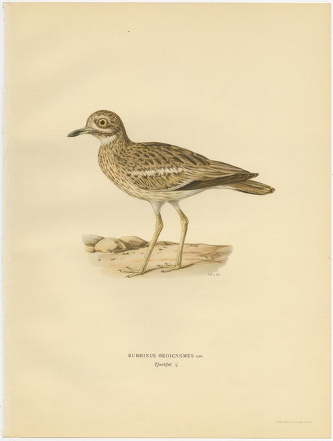 Antique Bird Print of the Eurasian Stone-Curlew by Von Wright, 1929, view 2