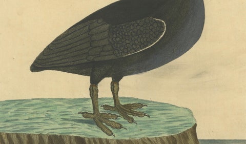 Antique Hand-Colored Engraving of the Bald Coot by E. Albin, circa 1730, close-up 3