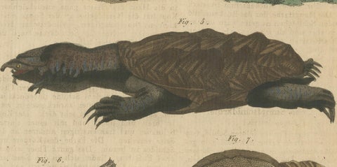 Antique Handcolored Engraving of Turtles and Tortoises, c.1800, close-up 4
